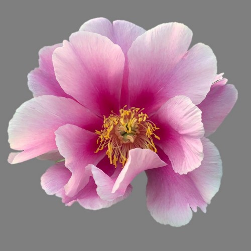 Paeonia intersectional 'Norwegian Blush' - Itoh pojeng 'Norwegian Blush' 